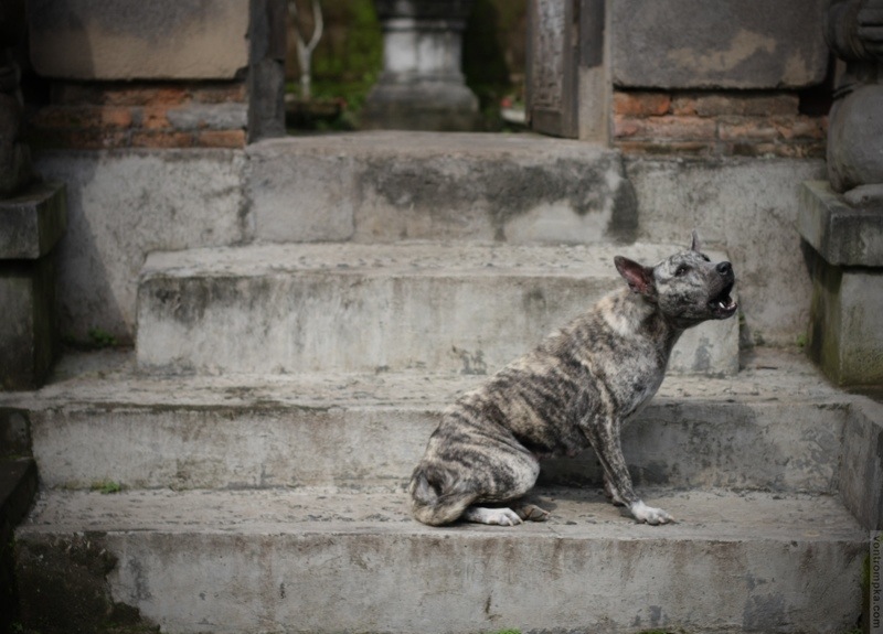 20120103 ubud