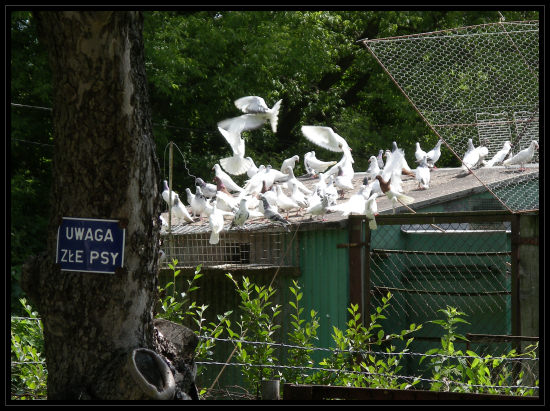 reservoir doves