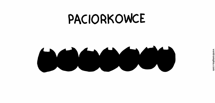 paciorkowce