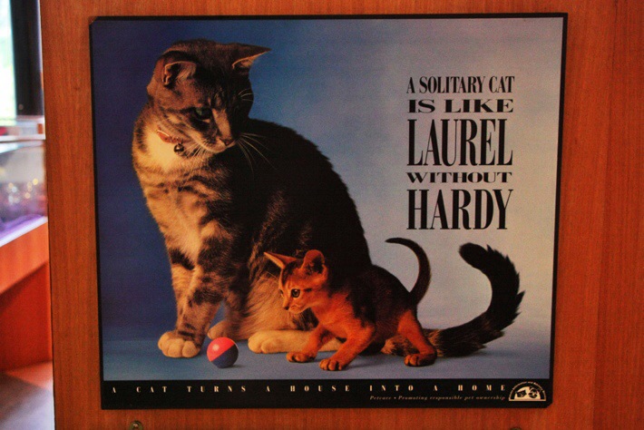 a solitary cat is like laurel without hardy