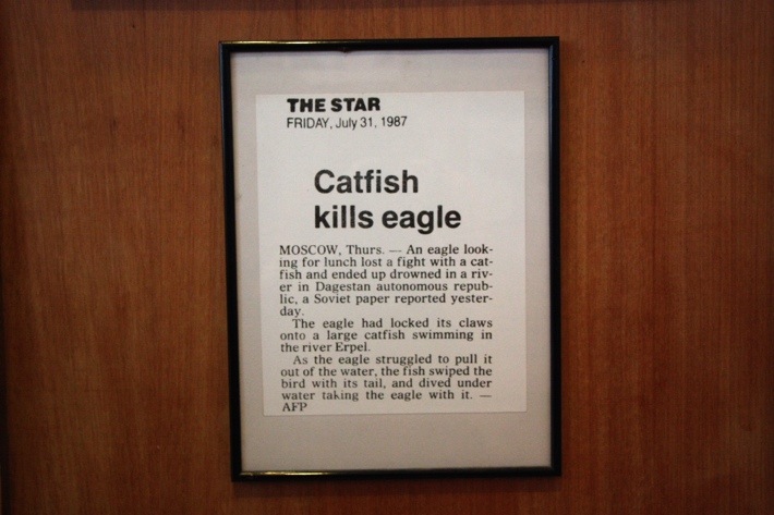 kuching. moscow. catfish kills eagle