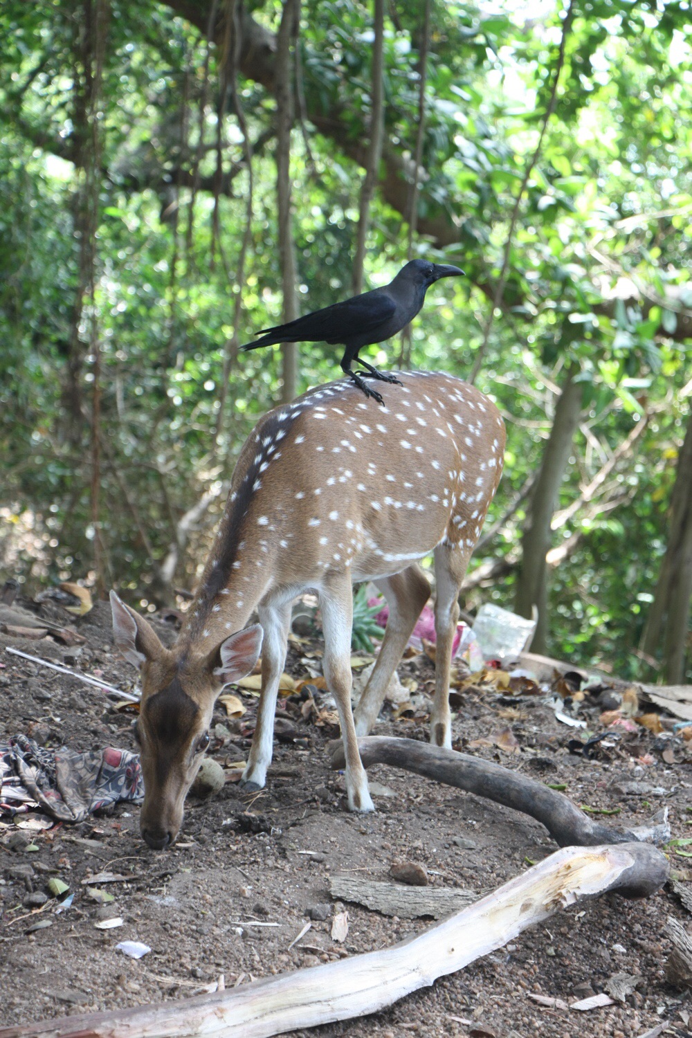 trincomalee, koneswaram